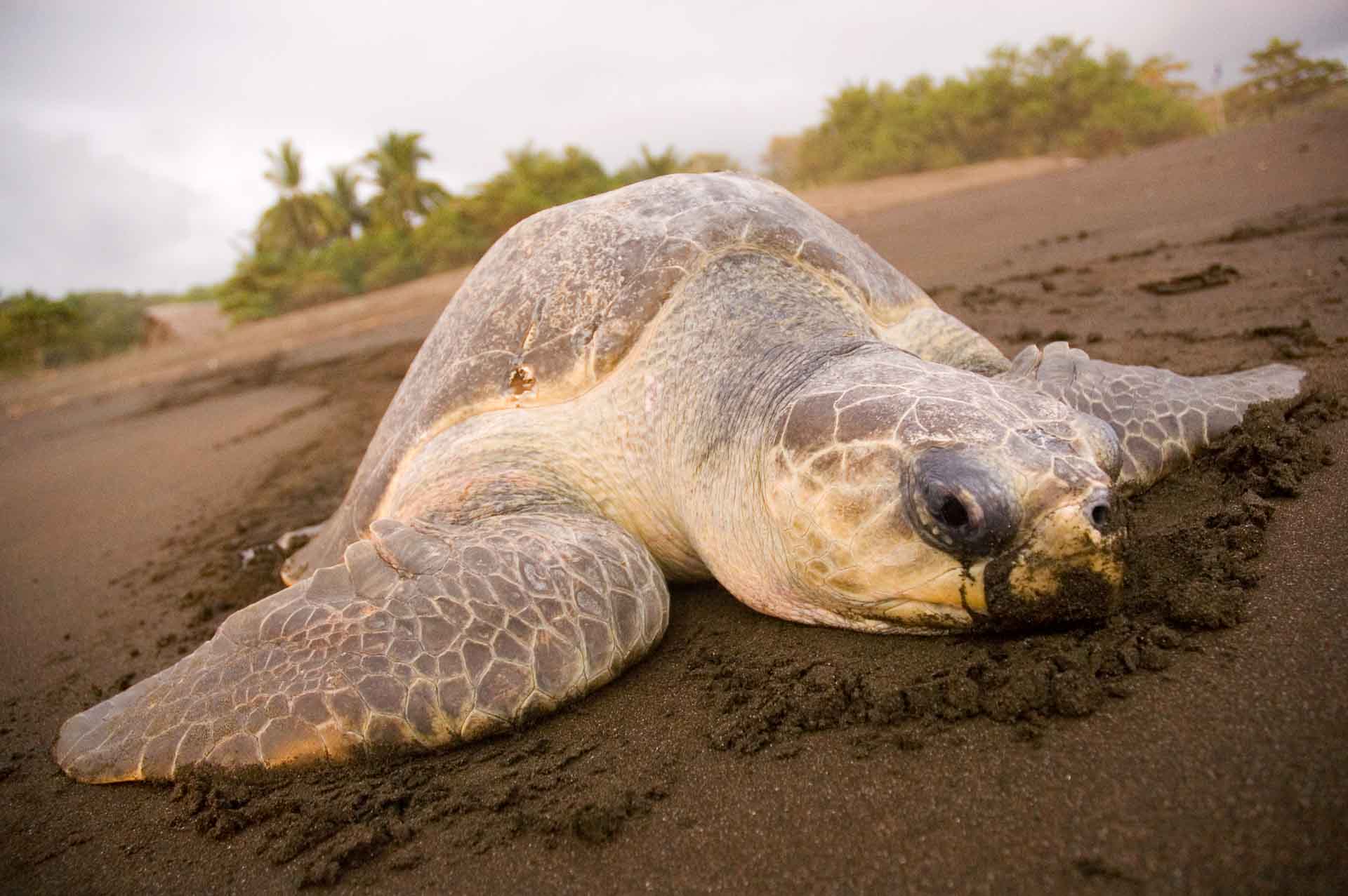 Costa Rica resa - havssköldpadda