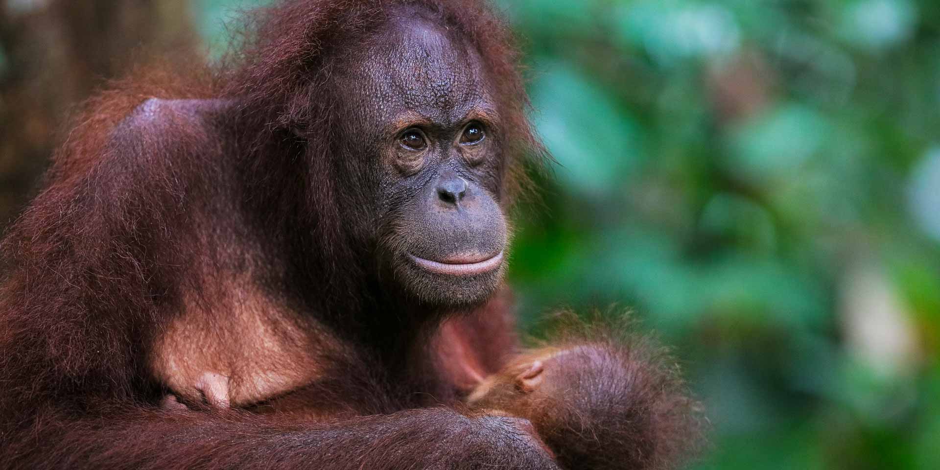 Borneo, sabah, Sepilok Orangutan Rehabilitation Centre, resa till Borneo