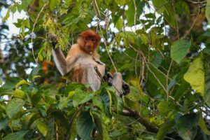 Borneos näsapor
