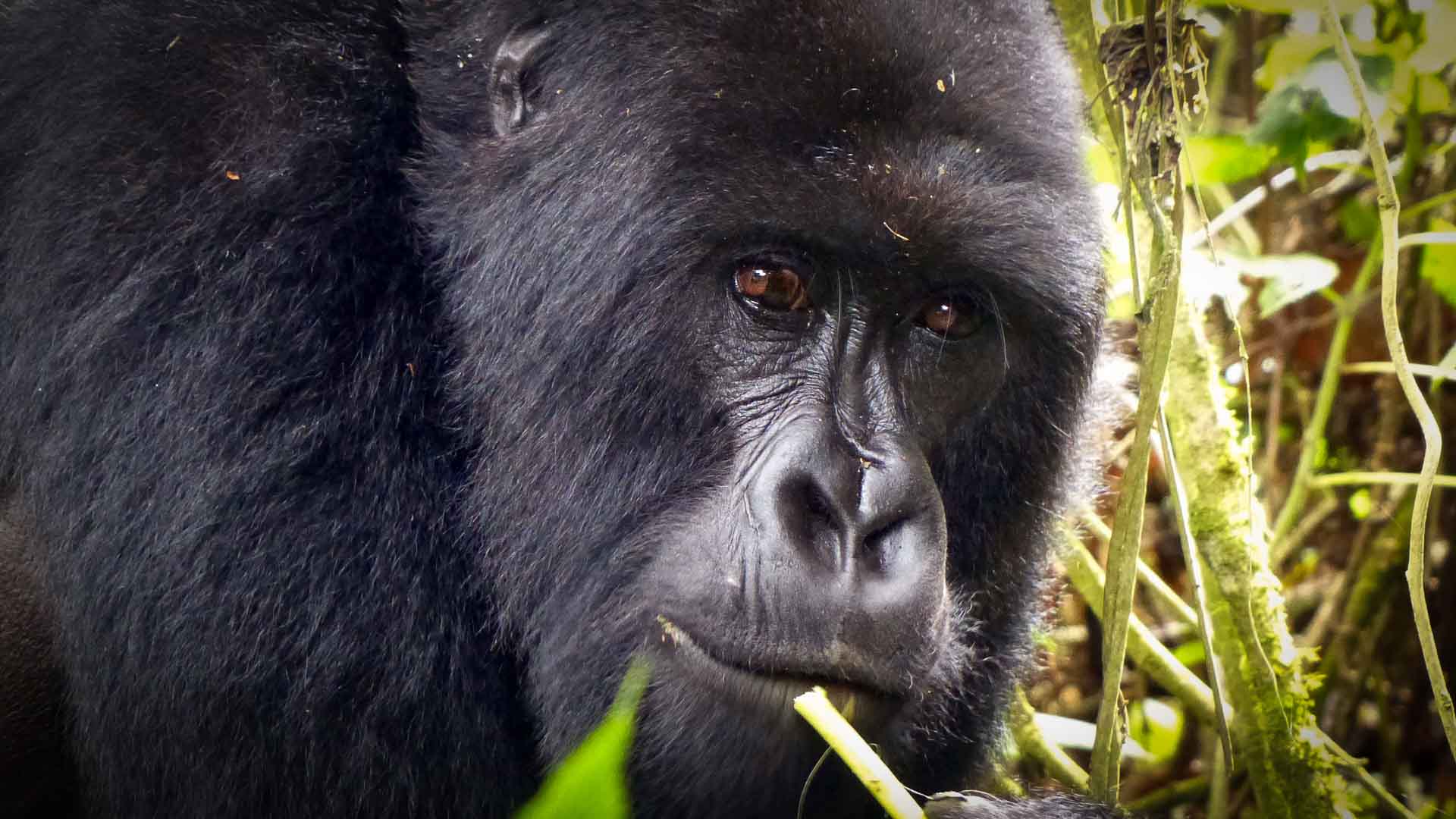 Rwanda