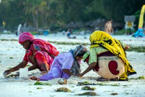 Ö-hoppa Zanzibar Paje