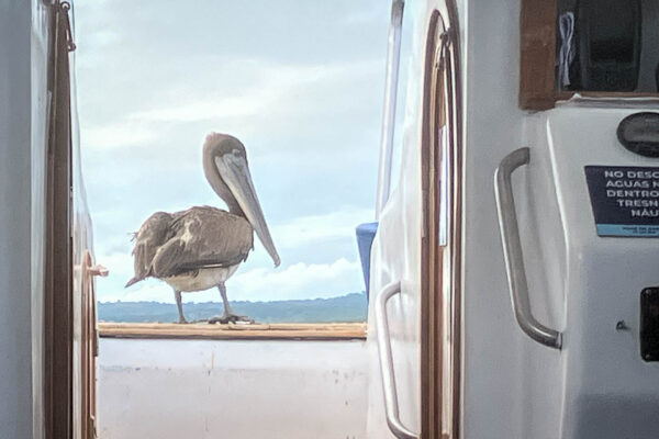 Resa till Galapagos, Cathrine Stjärnekull våren 2025